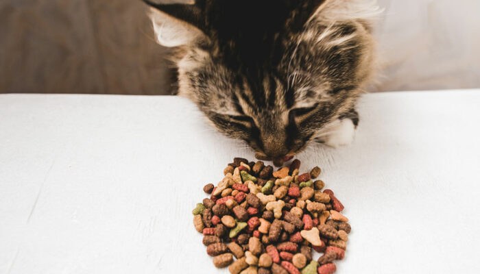 5 Healthy Store-Bought Cat Treat Brands