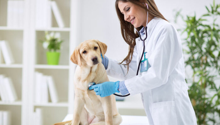6 Signs and Symptoms of Pet Toxicity