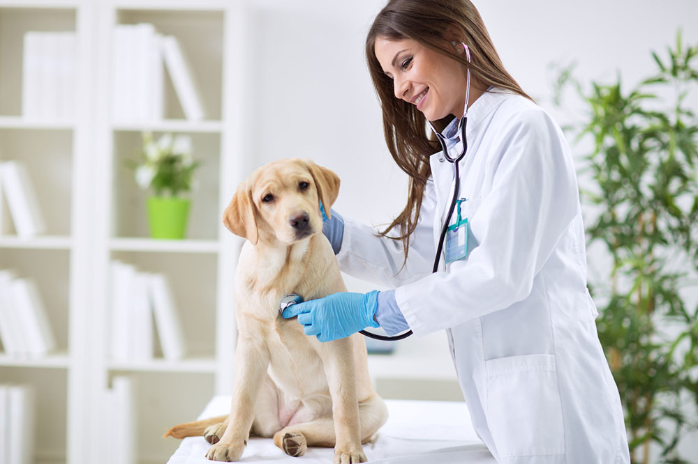 6 Signs and Symptoms of Pet Toxicity