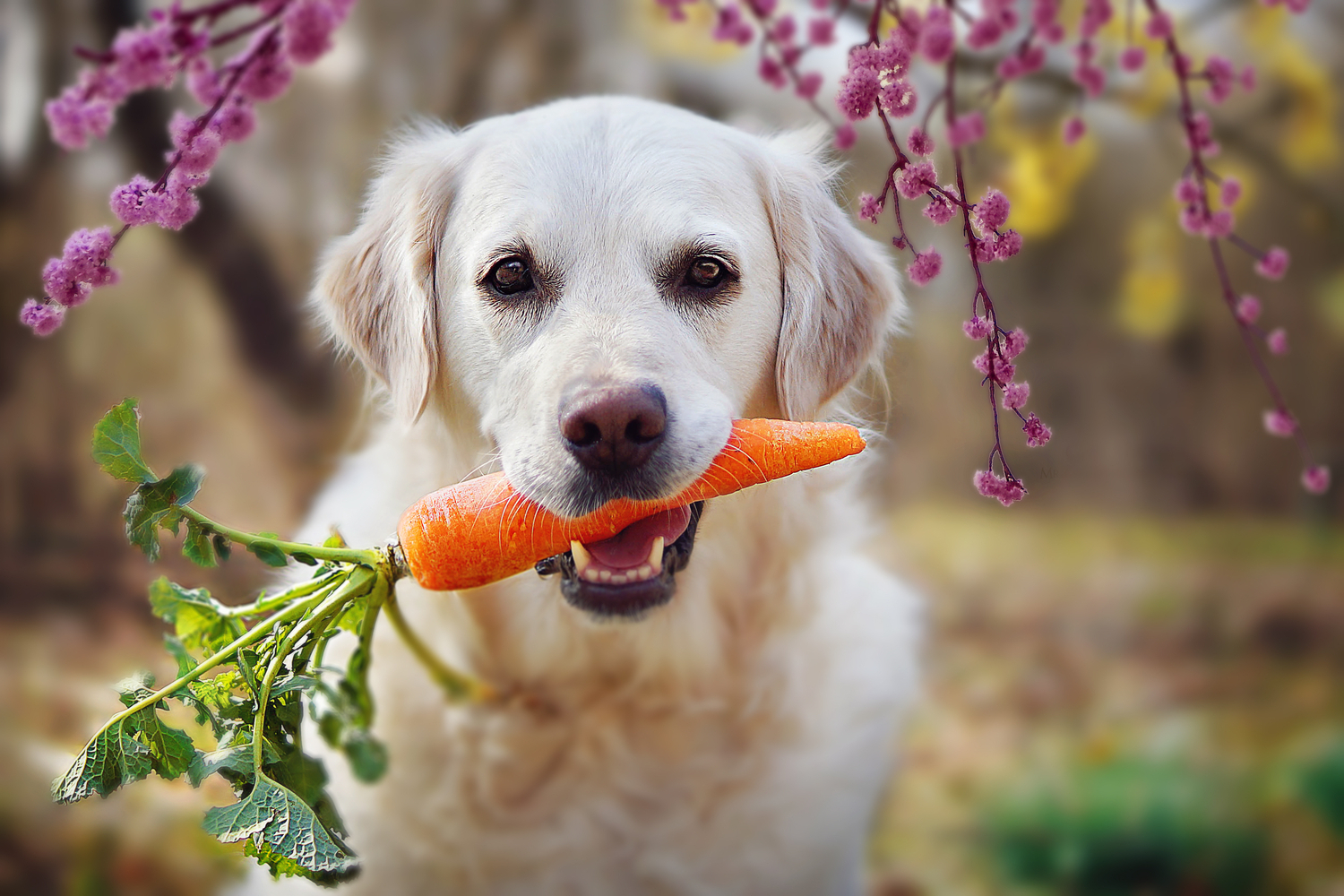 7 Human Foods That Are Safe For Dogs To Eat
